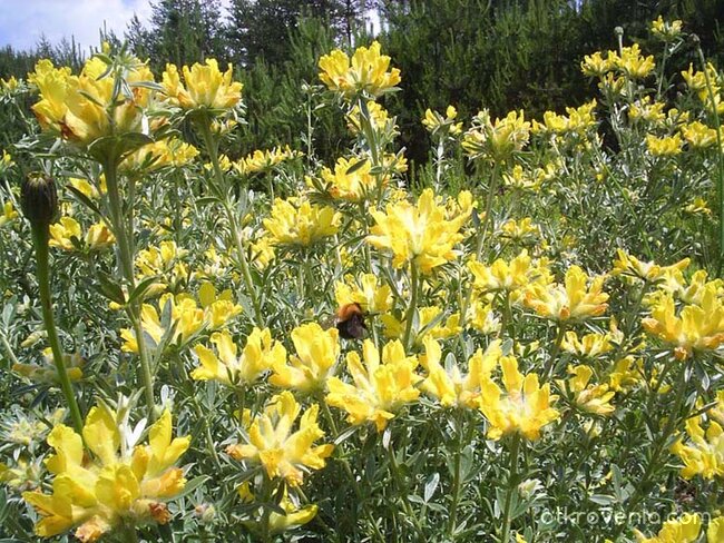 Smaointe (Мисли в жълто)