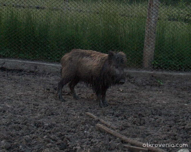 дива свиня