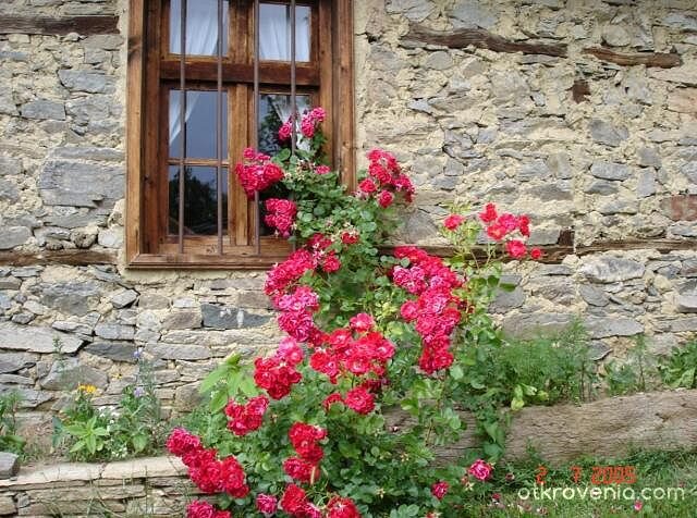 пак Без име :)