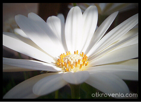 чиста красота