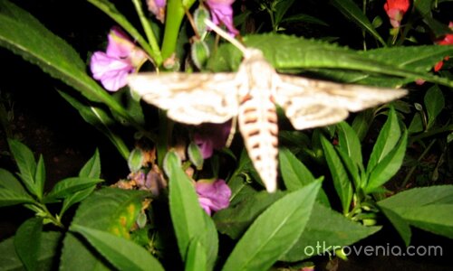 Нощно колибри