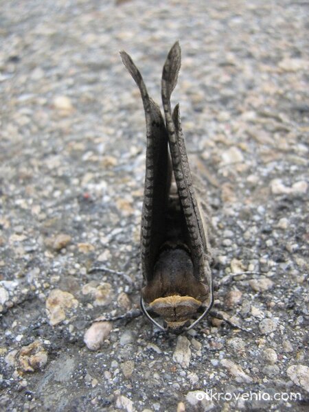 Палубен изтребител в изчакване за нощни полети...:)