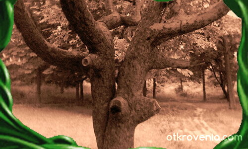 Магическо дърво