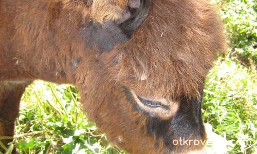 Бебе Марко, като кученце се гуши... дори опашчица размята, рошавият сладуран...:)