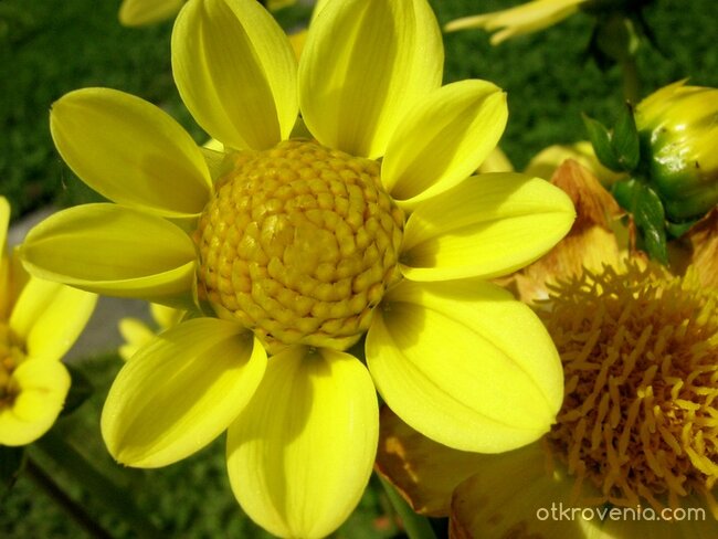 ...цвете в полите на Балкана...