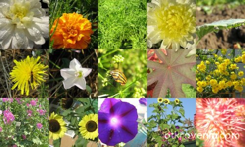 Юлски дъжд, раздират мълнии небето... В новия ден -  капчици роса :)