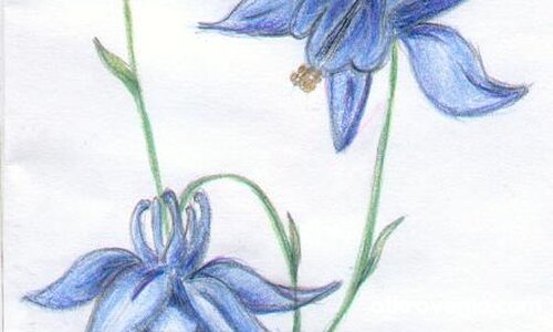 Синеокото...