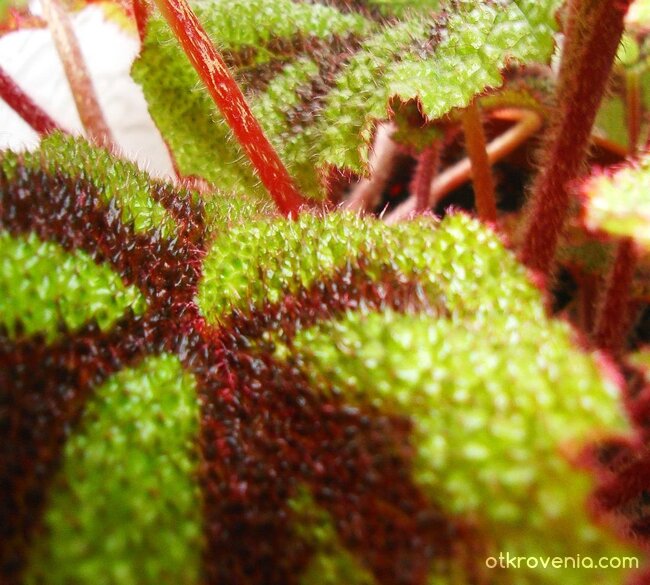 ново растение, този път бодливо :) като джунгла е