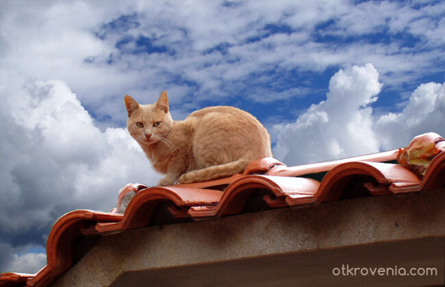 Драматична снимка на котка блондинка
