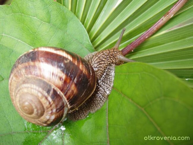 Зелени пътища