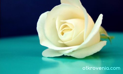 Рапсодия в бяло