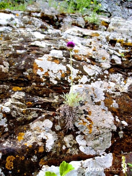 И все пак да оцелееш...