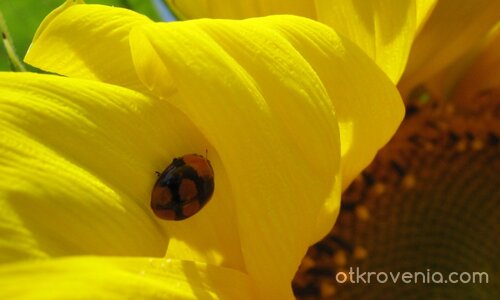 ...в лъчите на утринната свежест...