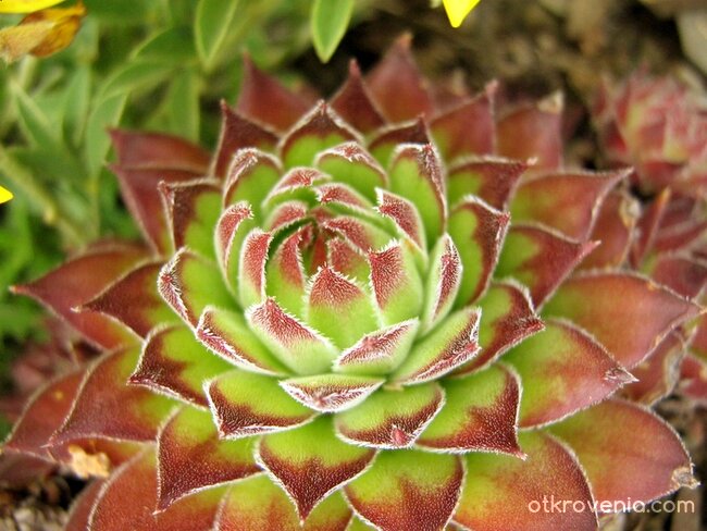 aлпийска роза (може би?)