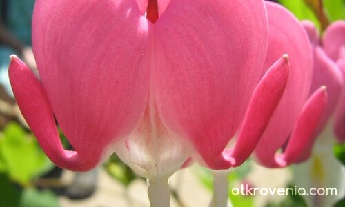 Колко си талантлив и неповторим Създателю...