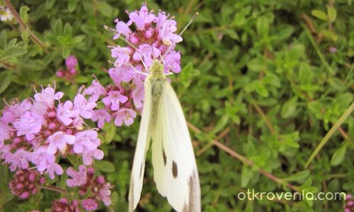 >|< зеленоочка ;)