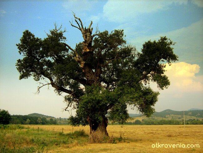 Устояло на мълниите и сезоните ...