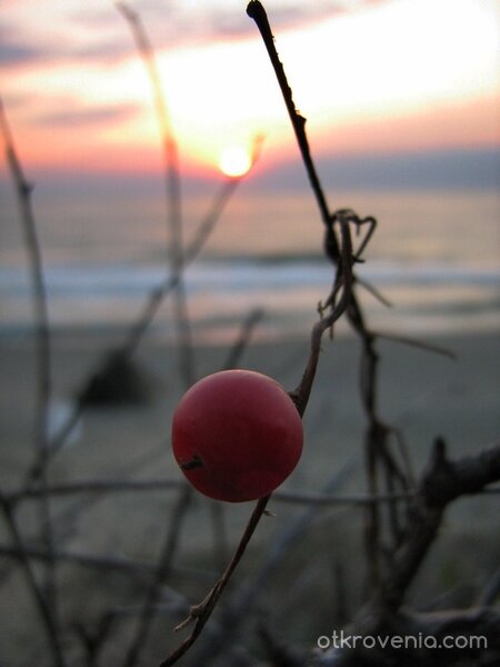Забравени от човечеството, но прехрана на птиците...