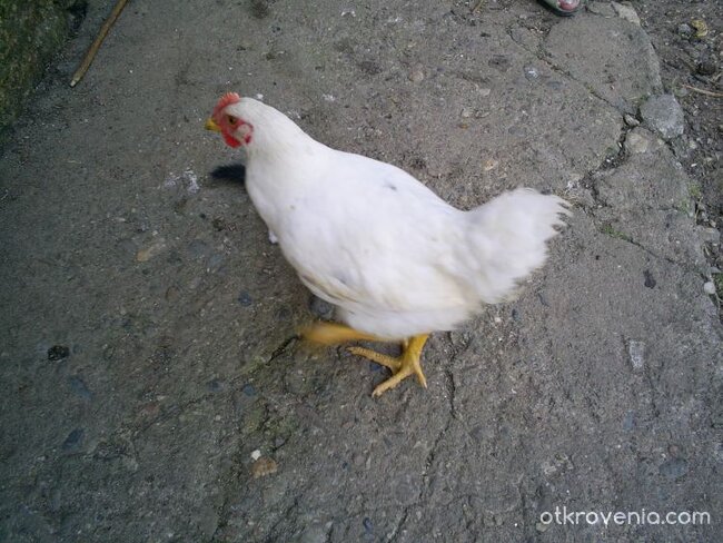 Без коментар! Имам по-важни дела