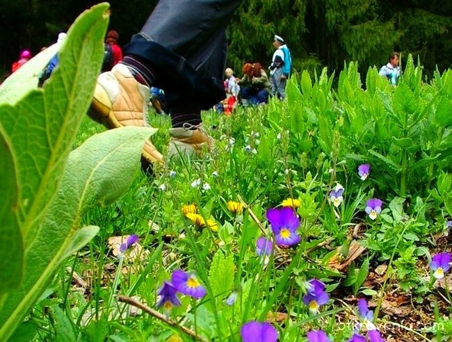 Пази природата! Не стъпвай  върху цветята!