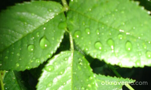 Зелено свежо листенце