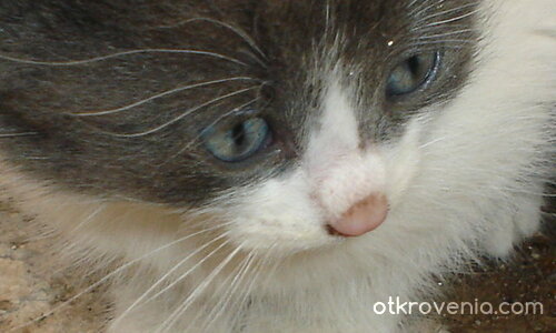 Дълги вежди и бели мустачки