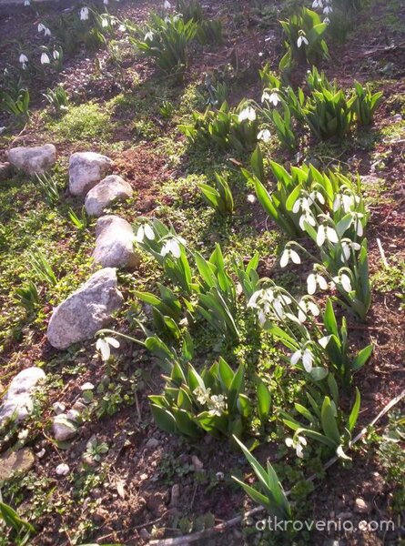 И тази пролет...