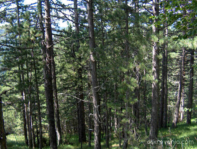 някъде из Велинград /пеизажи и елитни черборови насъждения/