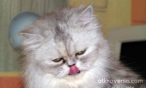 "С езиче по... нослето"