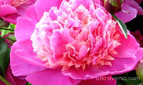 усмивка в розово