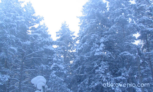 Между дърветата