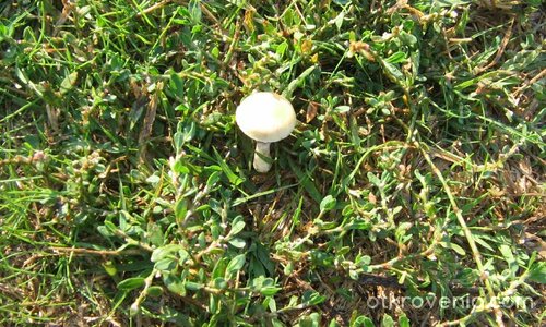 По горската пътечка..гъбка!