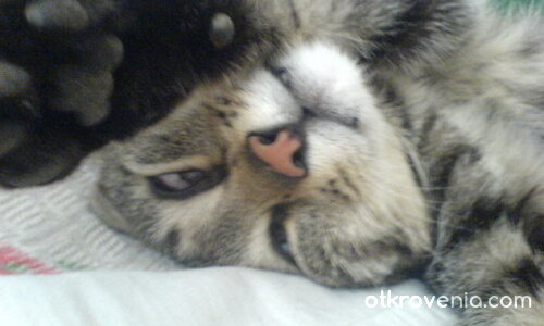 заспало котараче