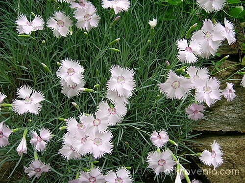 Снежинки през лятото