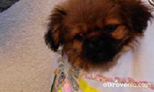 Кученце в дамската ми чанта!