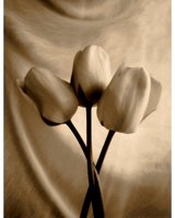 Madou (Мартина)