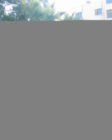 VirginForest (Аве)