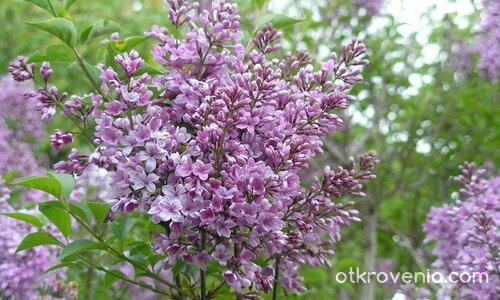 Аз съм само цвят лилав