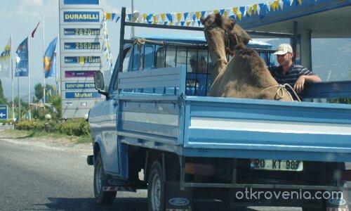 С такси до пустинята