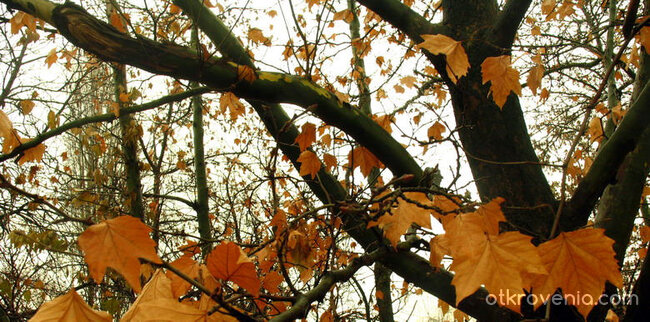 перспектива