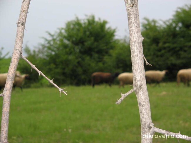 Един светоглед