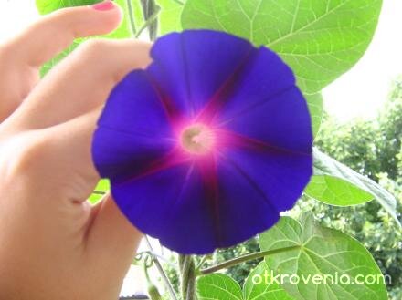 Здвезден цвят