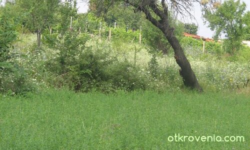 Зелена терапия