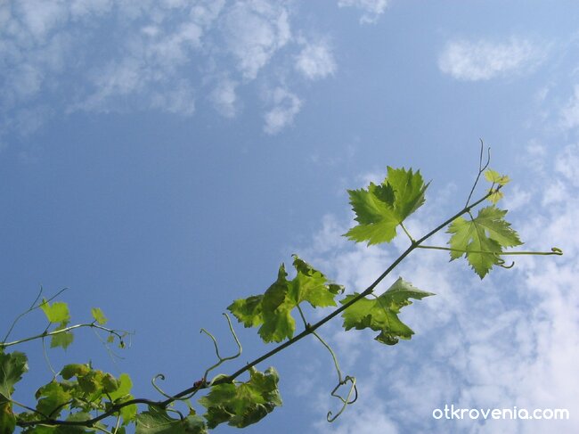 Поглед нагоре