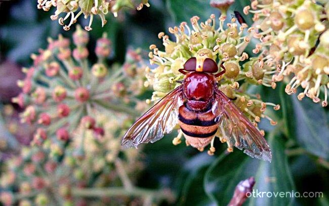 Ловец на тичинки