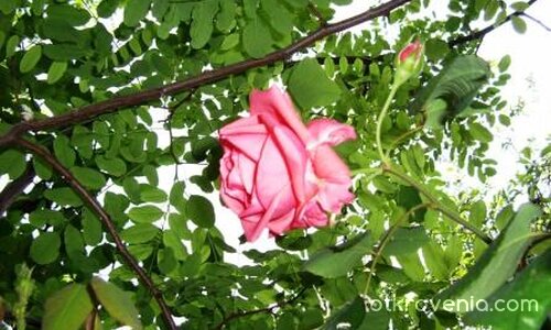 ПОСЛЕДНИТЕ