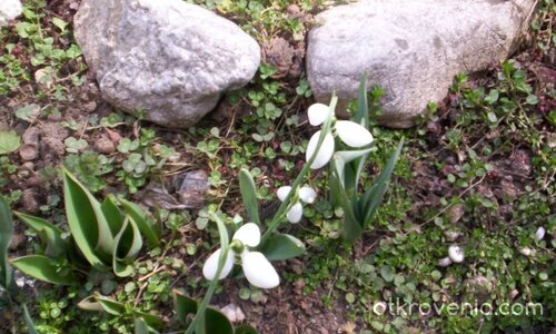 И през тази пролет...