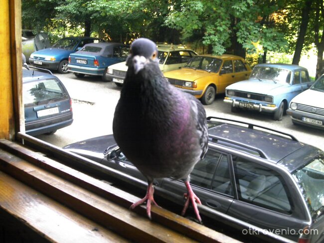 Няма ли да ме поканиш да вляза?