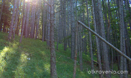 някъде из Велинград /пеизажи и елитни черборови насъждения/