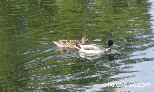 заедно до края...